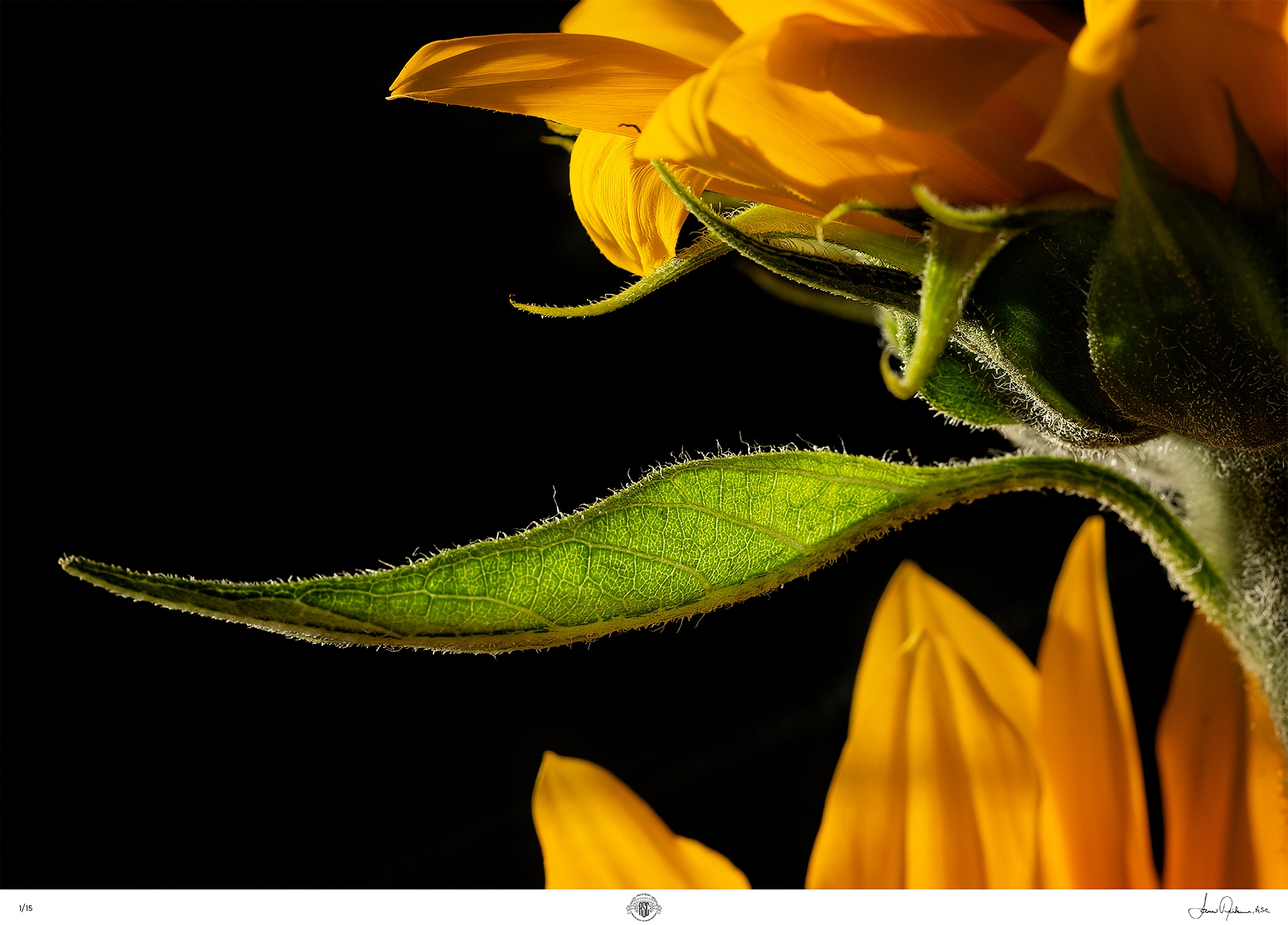 35 Neihouse Sunlit Intricacies 2013 Canon EOS 1 D C EF100mm f2 8 Macro copy