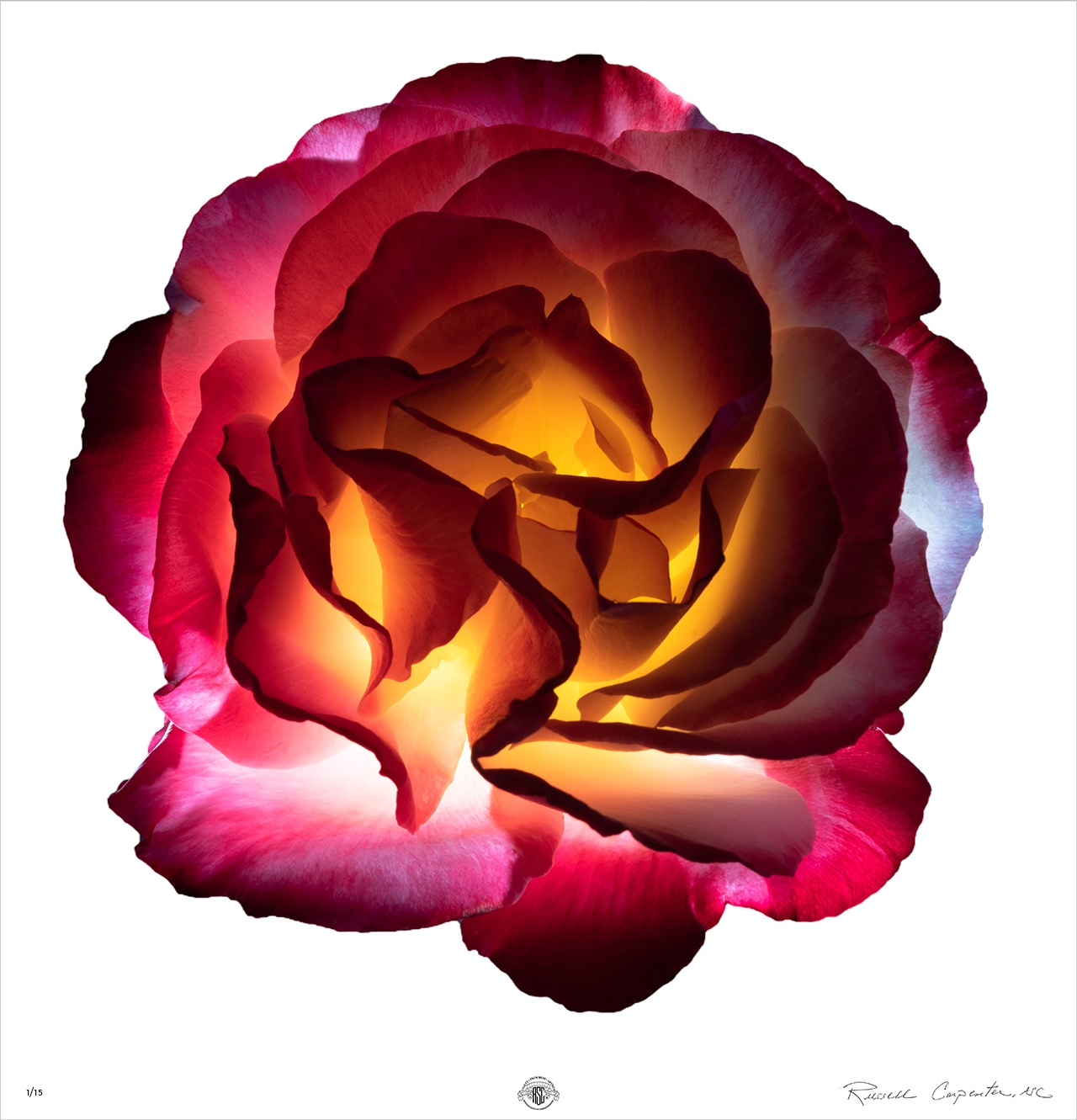 6 Carpenter Backlit Wild Rose 2022 Fuji Film GFX 100 S 120mm f4 copy