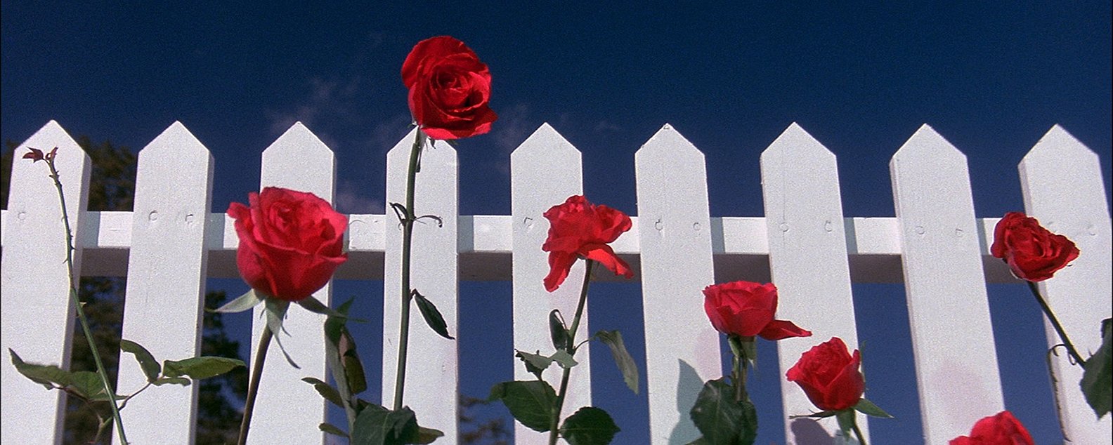 Blue Velvet — Small Town Horror Tale - The American Society of