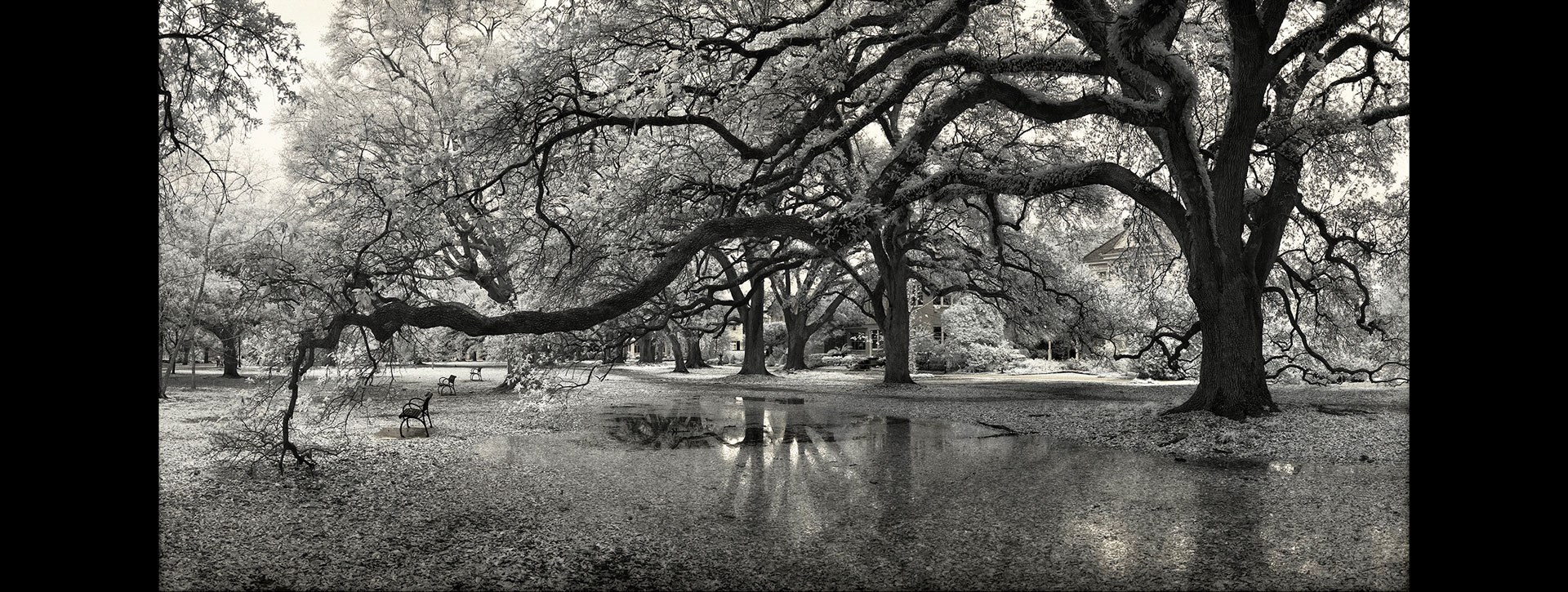 Calvache Antonio Audobon Park New Orleans 2017