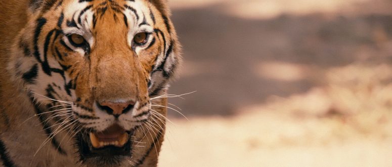 Adorable tiger cubs meet their dad for the 1st time - ABC News